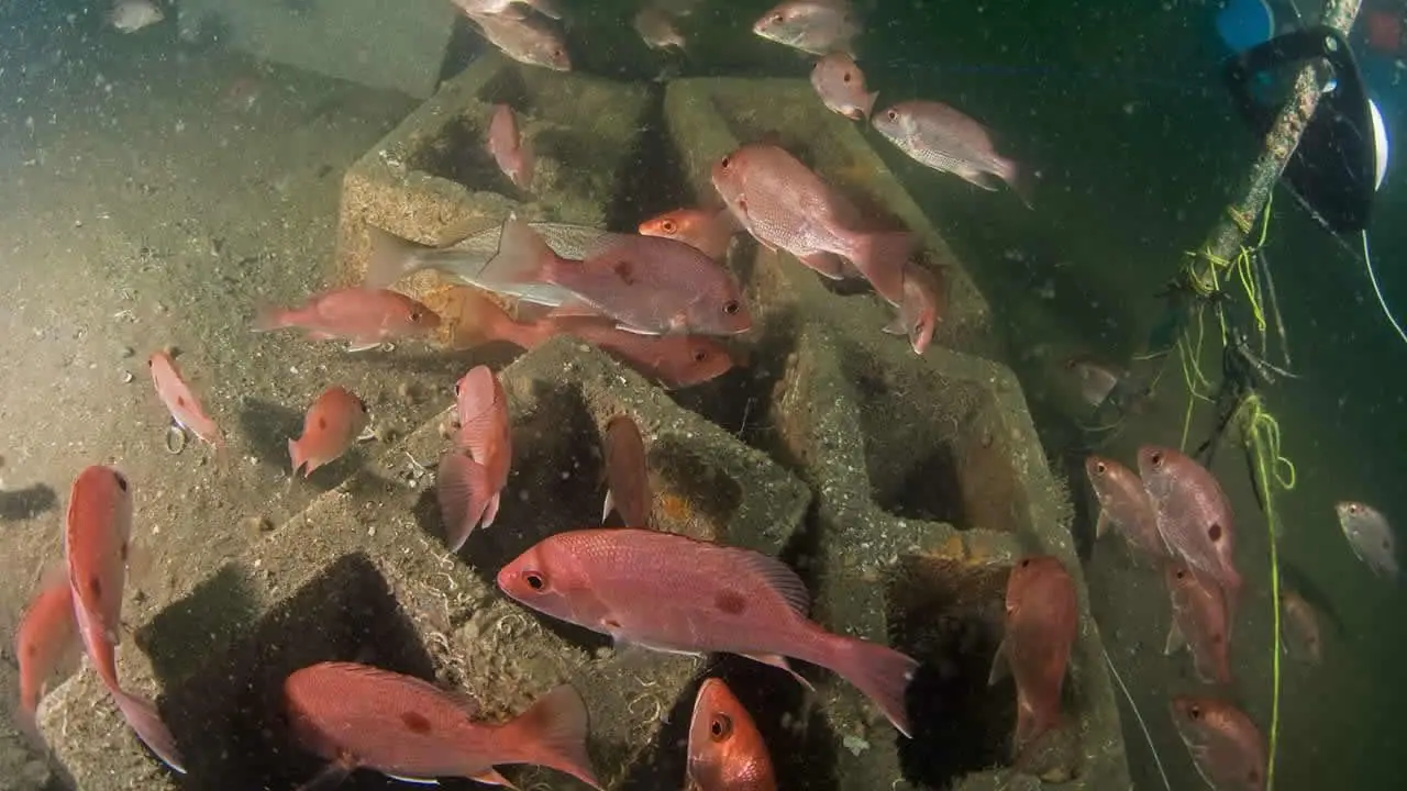 RGV Reef - Marine Conservation & Artificial Reef Projects